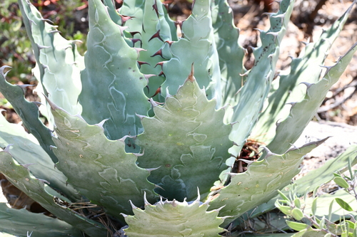 Agave wocomahi (Wocomahi) — photo