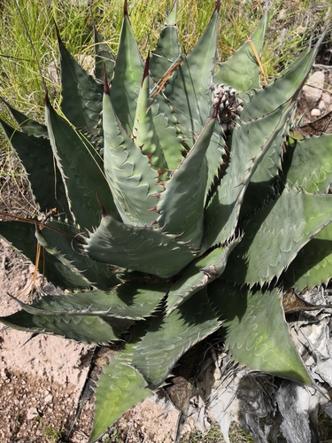 Agave wocomahi