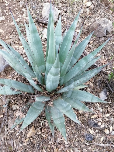 Agave zebra — photo
