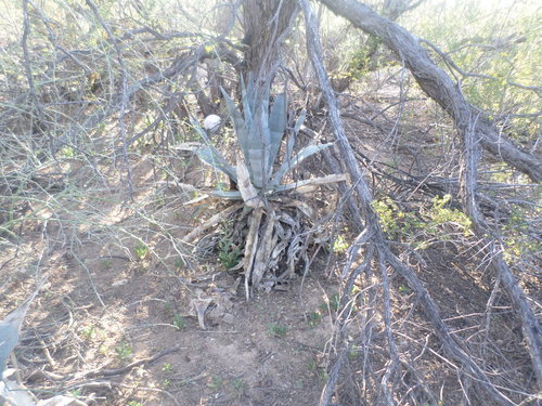Agave zebra