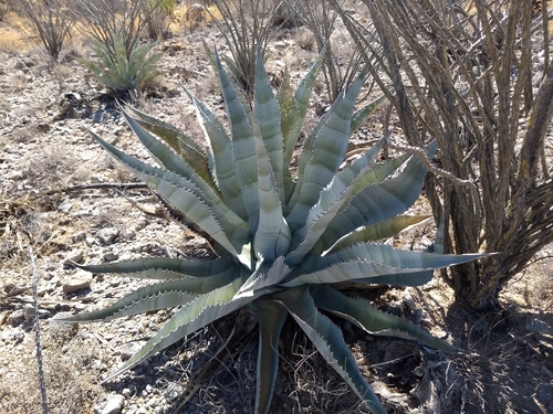 Agave zebra — photo