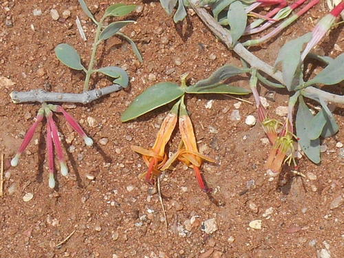 Agelanthus discolor — photo