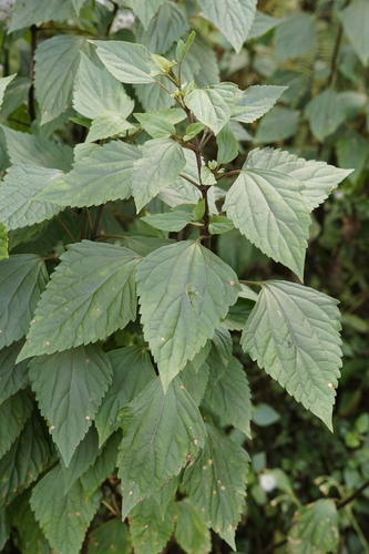 Ageratina adenophora (Eupatory) — photo