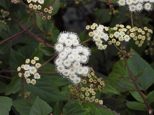 Ageratina adenophora (Eupatory) — photo