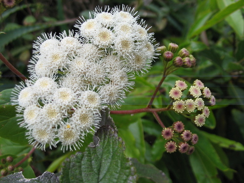 Ageratina adenophora