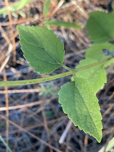 Ageratina aromatica (Lesser Snakeroot) — photo