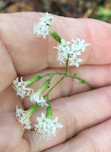 Ageratina aromatica (Lesser Snakeroot) — photo