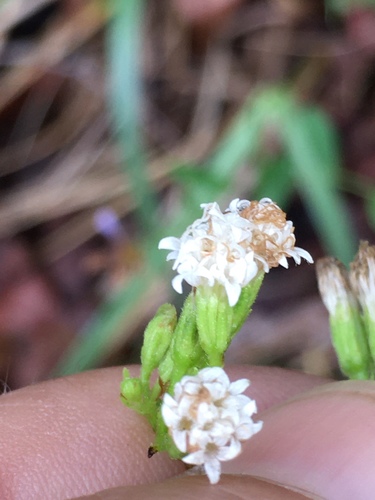 Ageratina aromatica