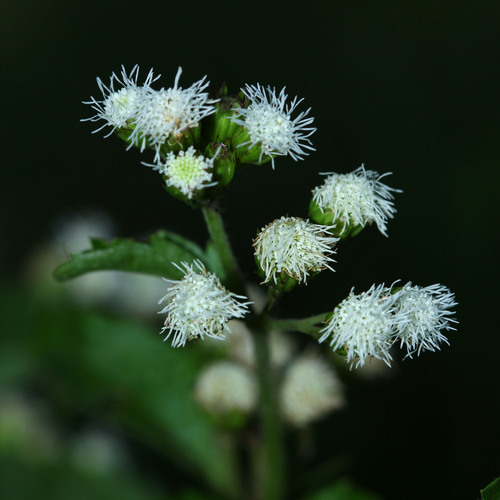 Ageratum conyzoides (Billygoat Plant) — photo