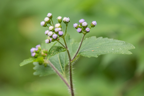 Ageratum conyzoides (Billygoat Plant) — photo