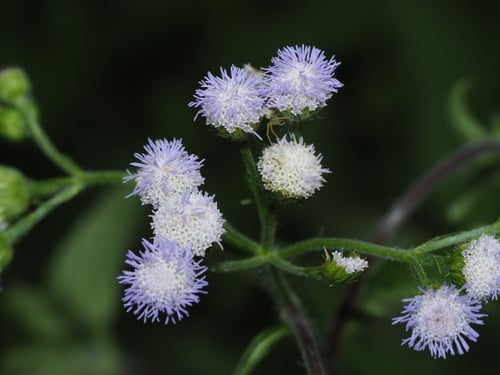 Ageratum conyzoides