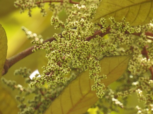 Aglaia argentea (Silver boodyarra) — photo