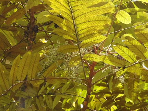 Aglaia argentea