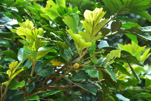 Aglaia chittagonga — photo