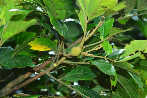 Aglaia chittagonga — photo