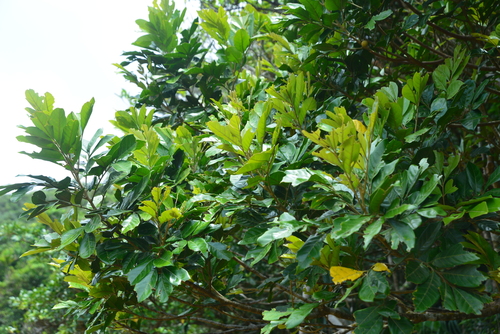 Aglaia chittagonga