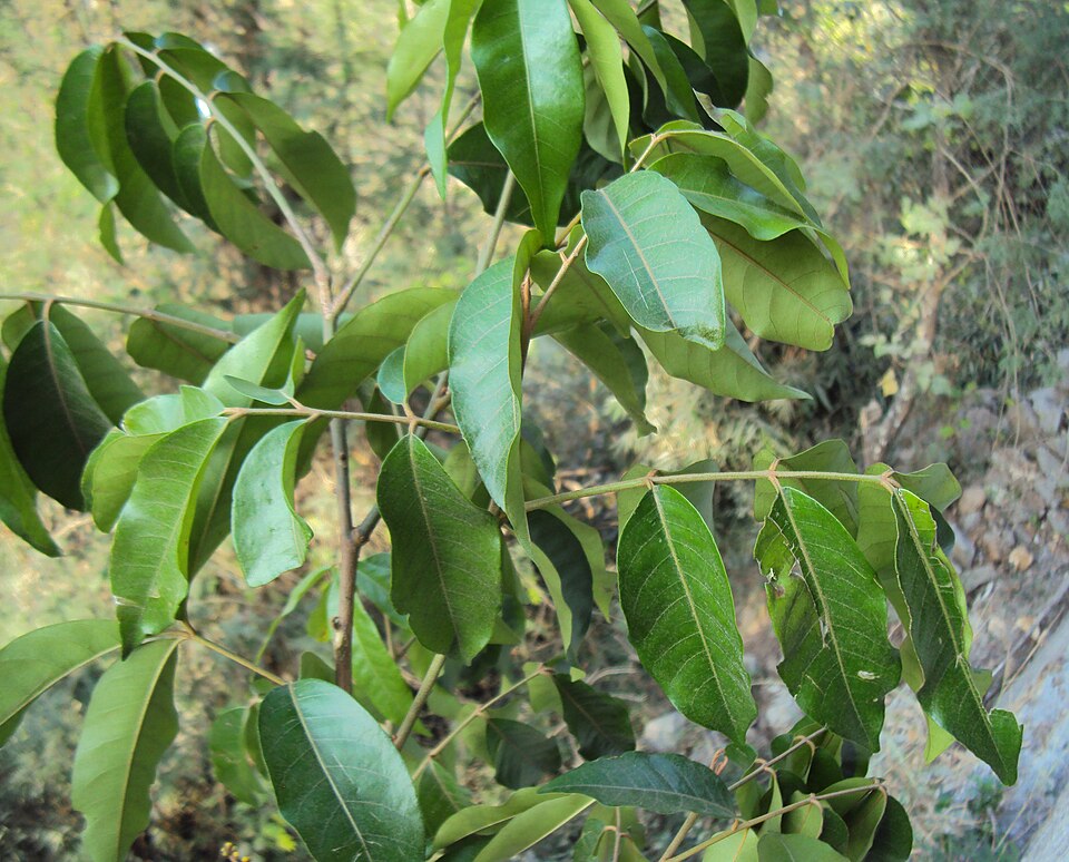 Aglaia edulis (Langsatan) — photo