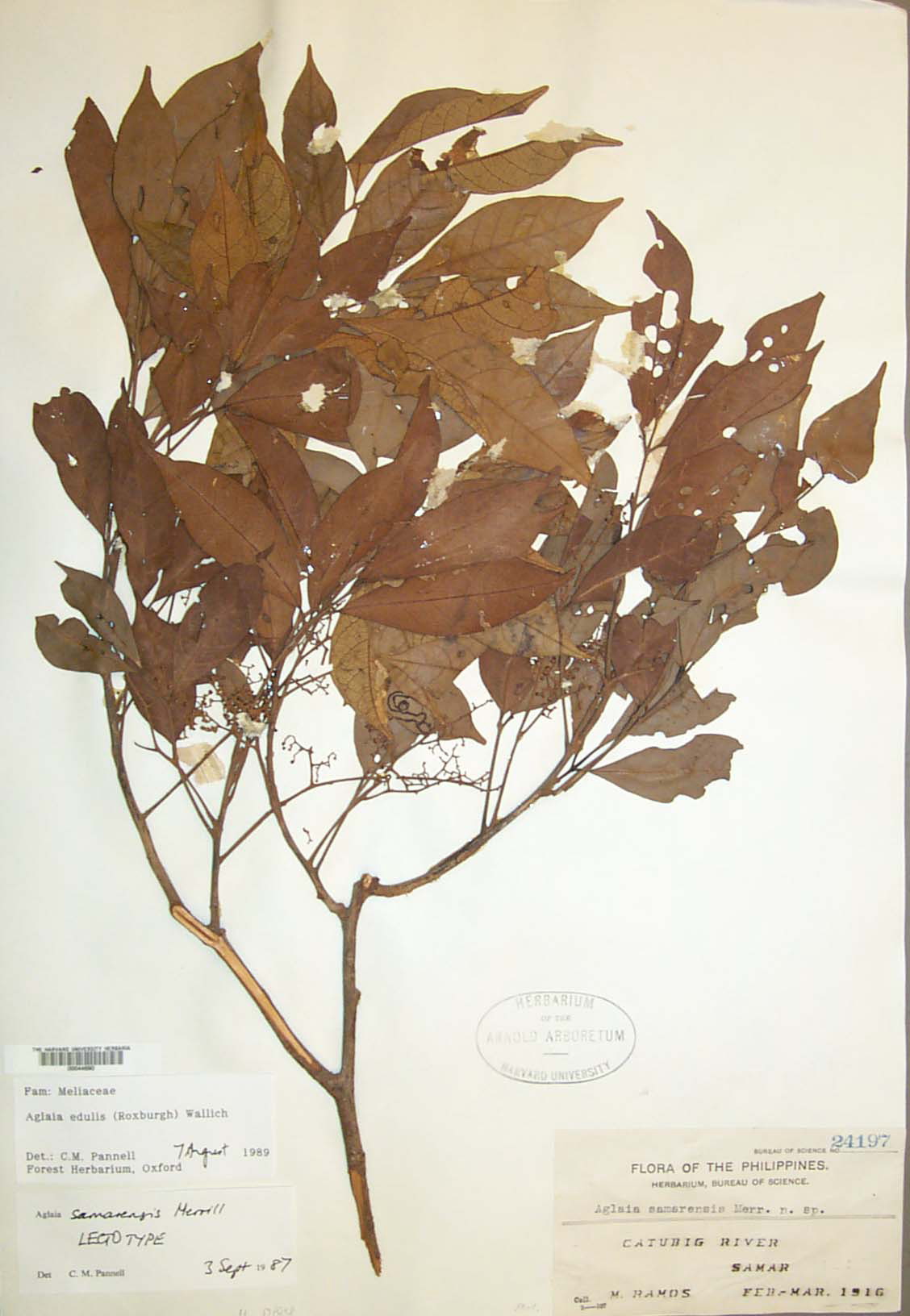 Aglaia edulis