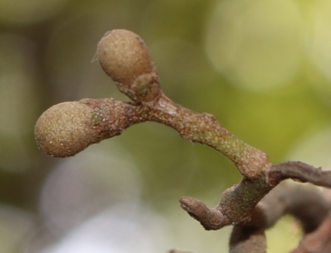 Aglaia elaeagnoidea (Coastal boodyarra) — photo