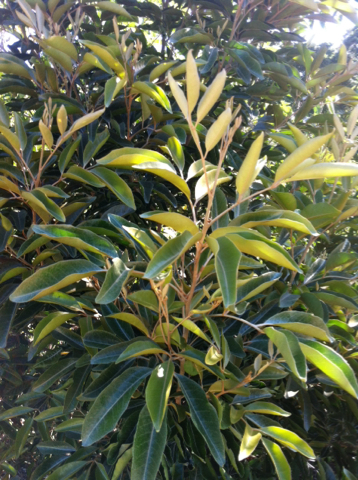 Aglaia elaeagnoidea (Coastal boodyarra) — photo