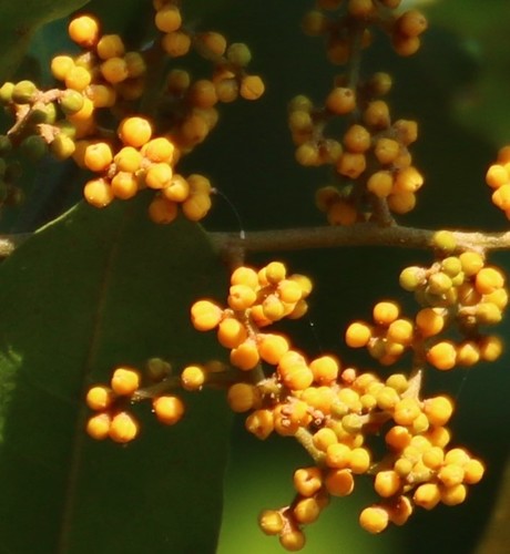 Aglaia elaeagnoidea