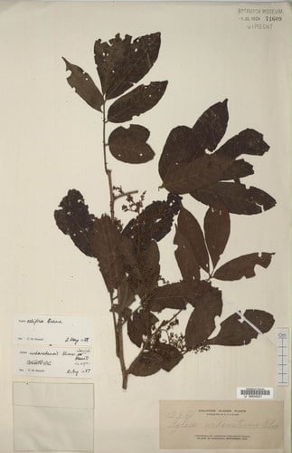 Meliaceae