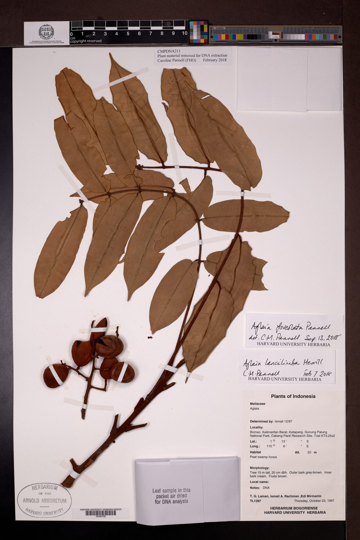 Aglaia foveolata — photo