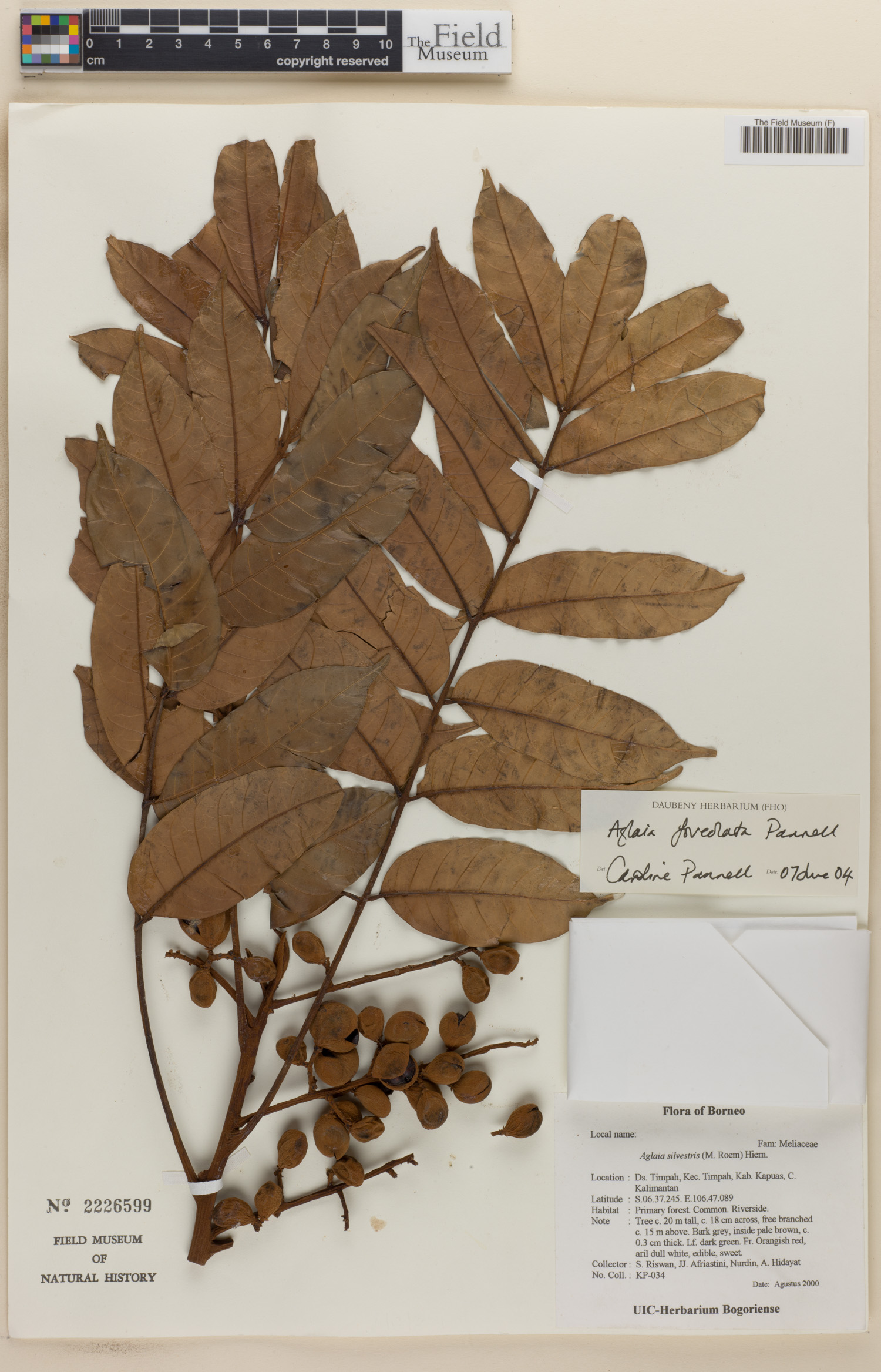 Aglaia foveolata