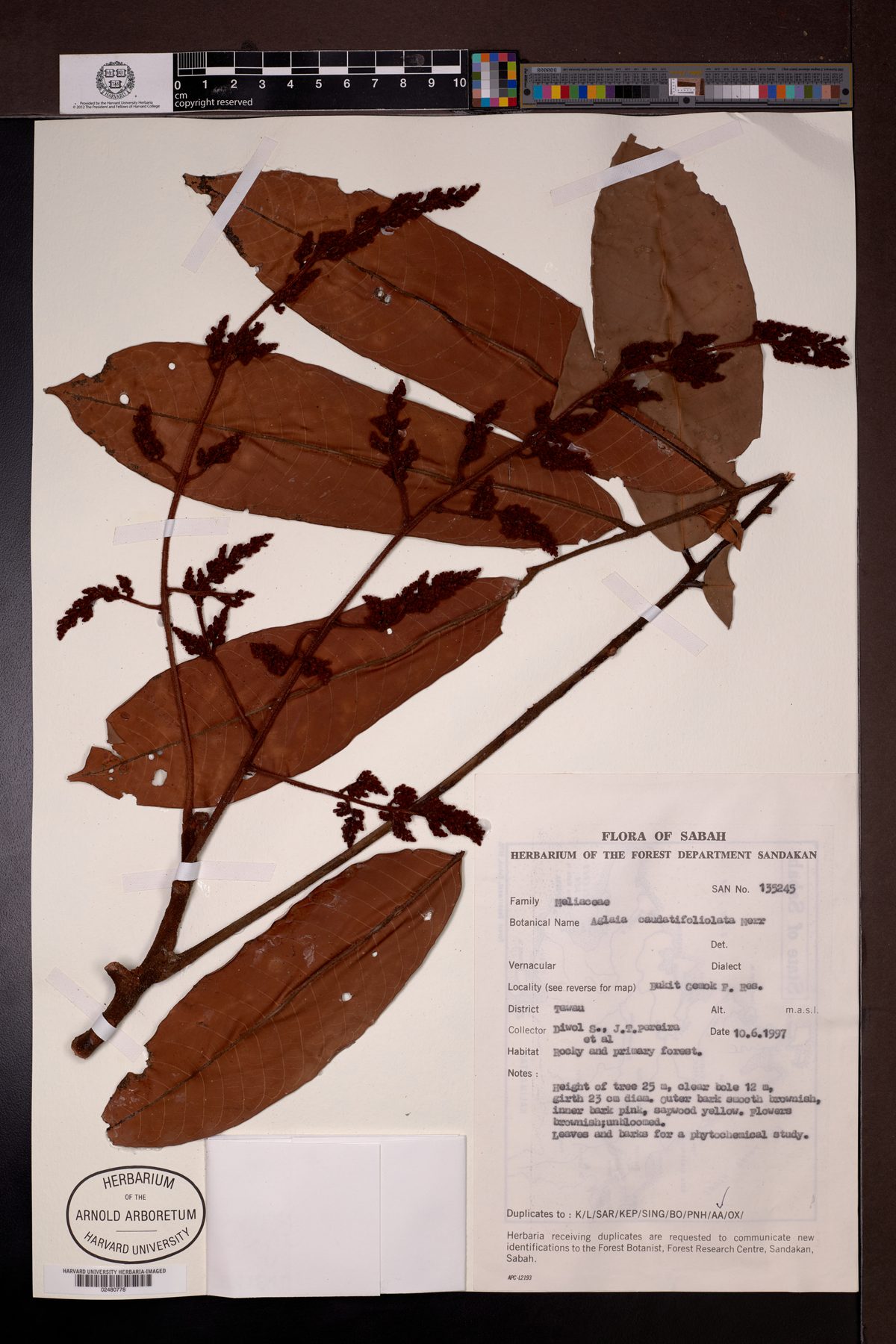 Aglaia hiernii — photo
