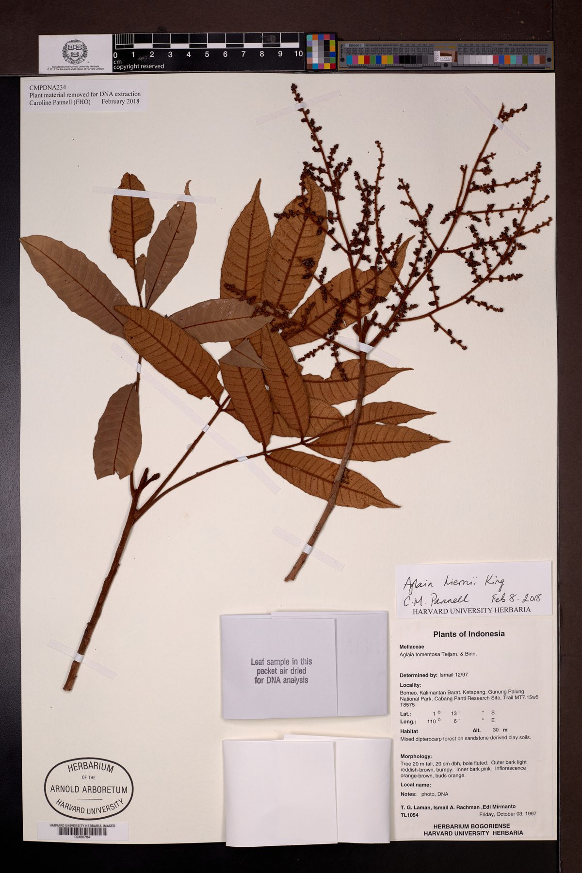 Aglaia hiernii — photo