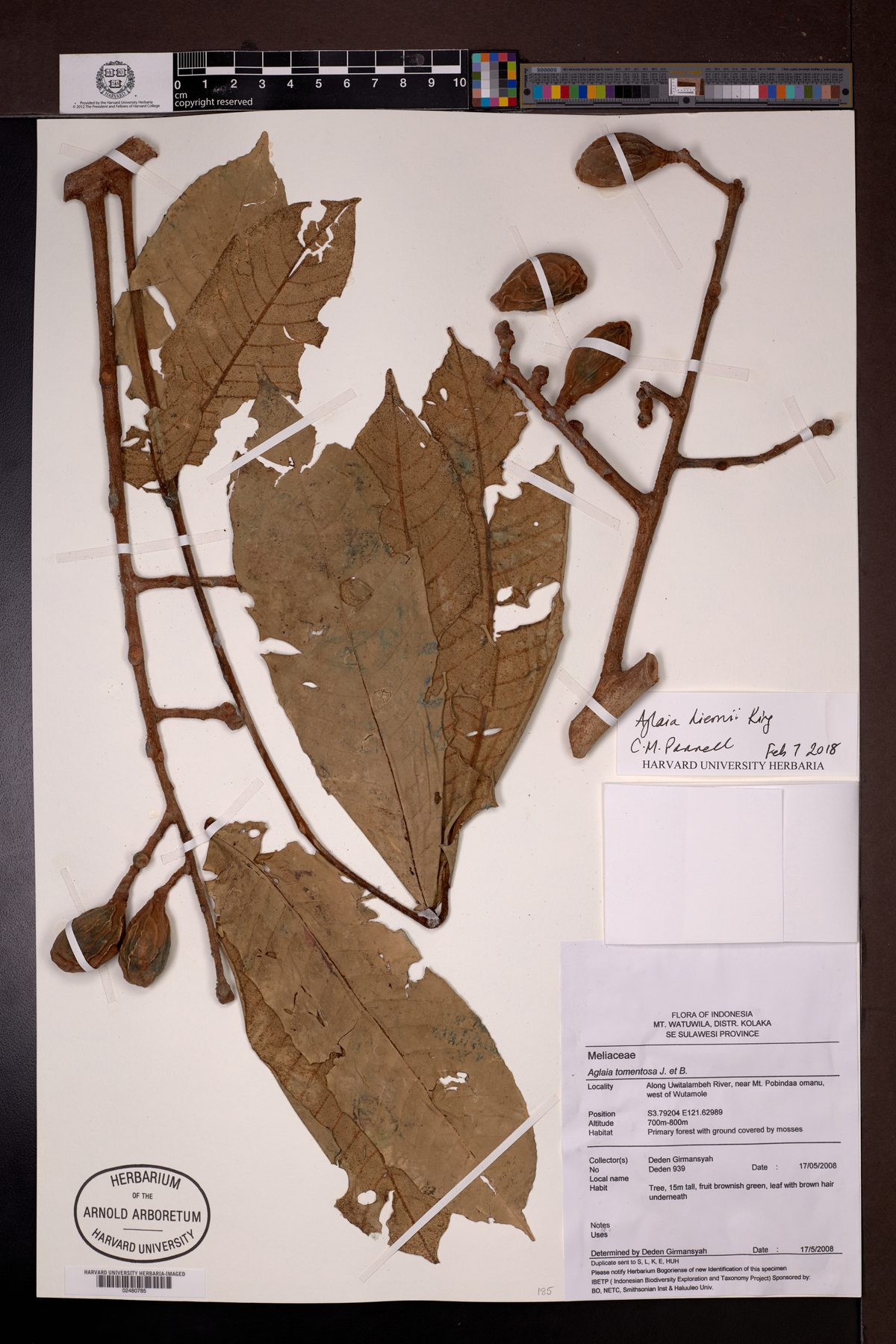 Aglaia hiernii