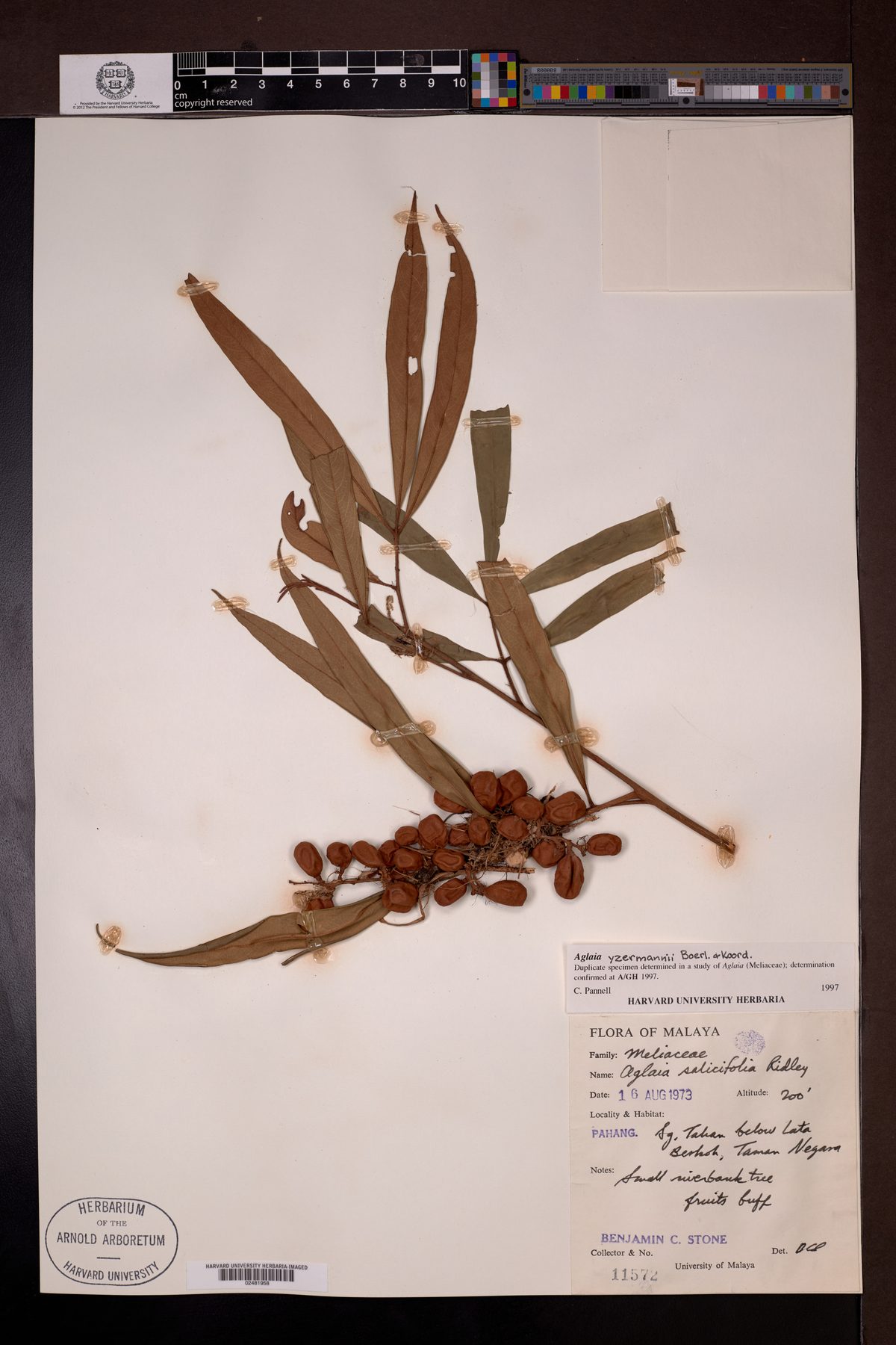 Aglaia ijzermannii