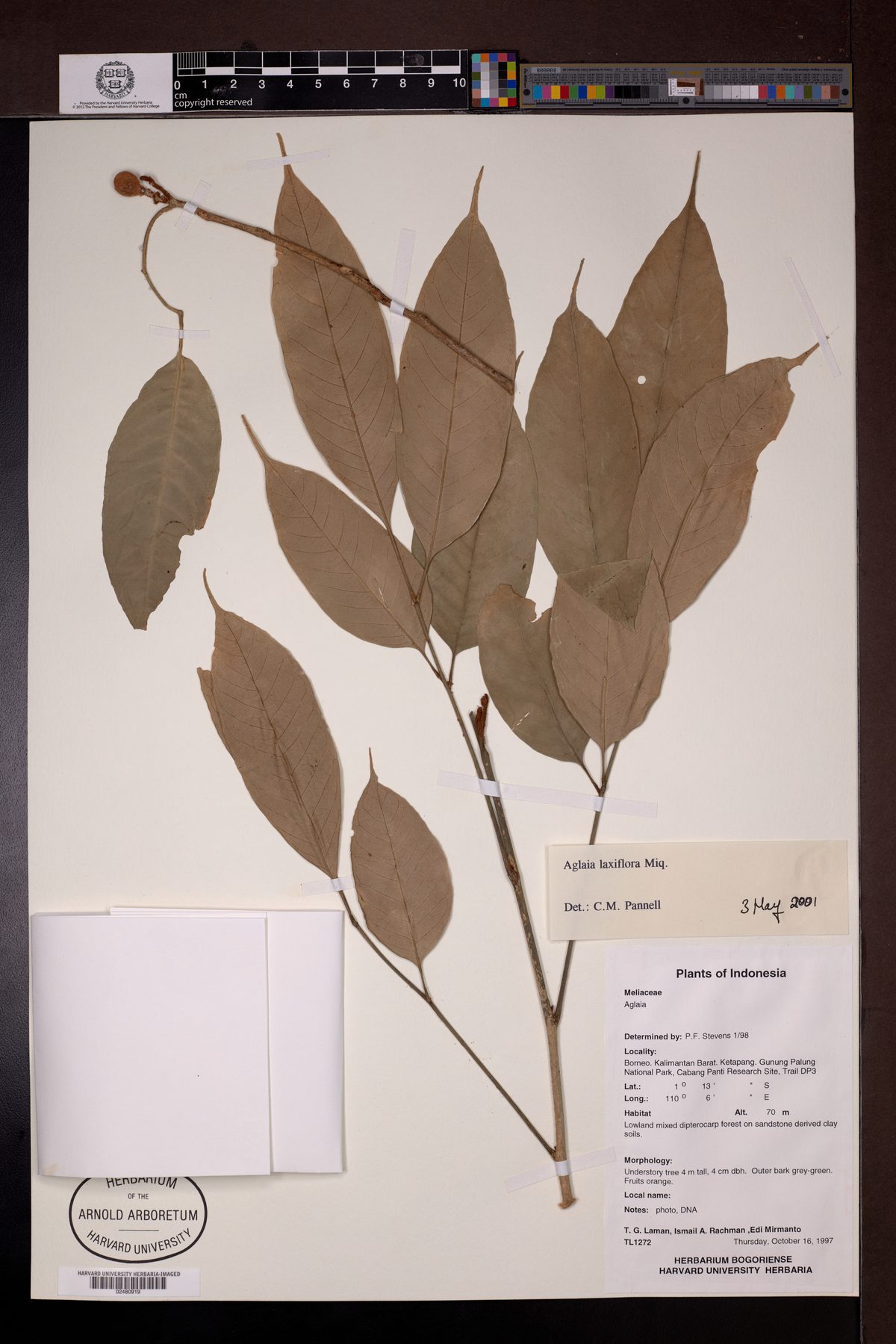 Aglaia laxiflora — photo