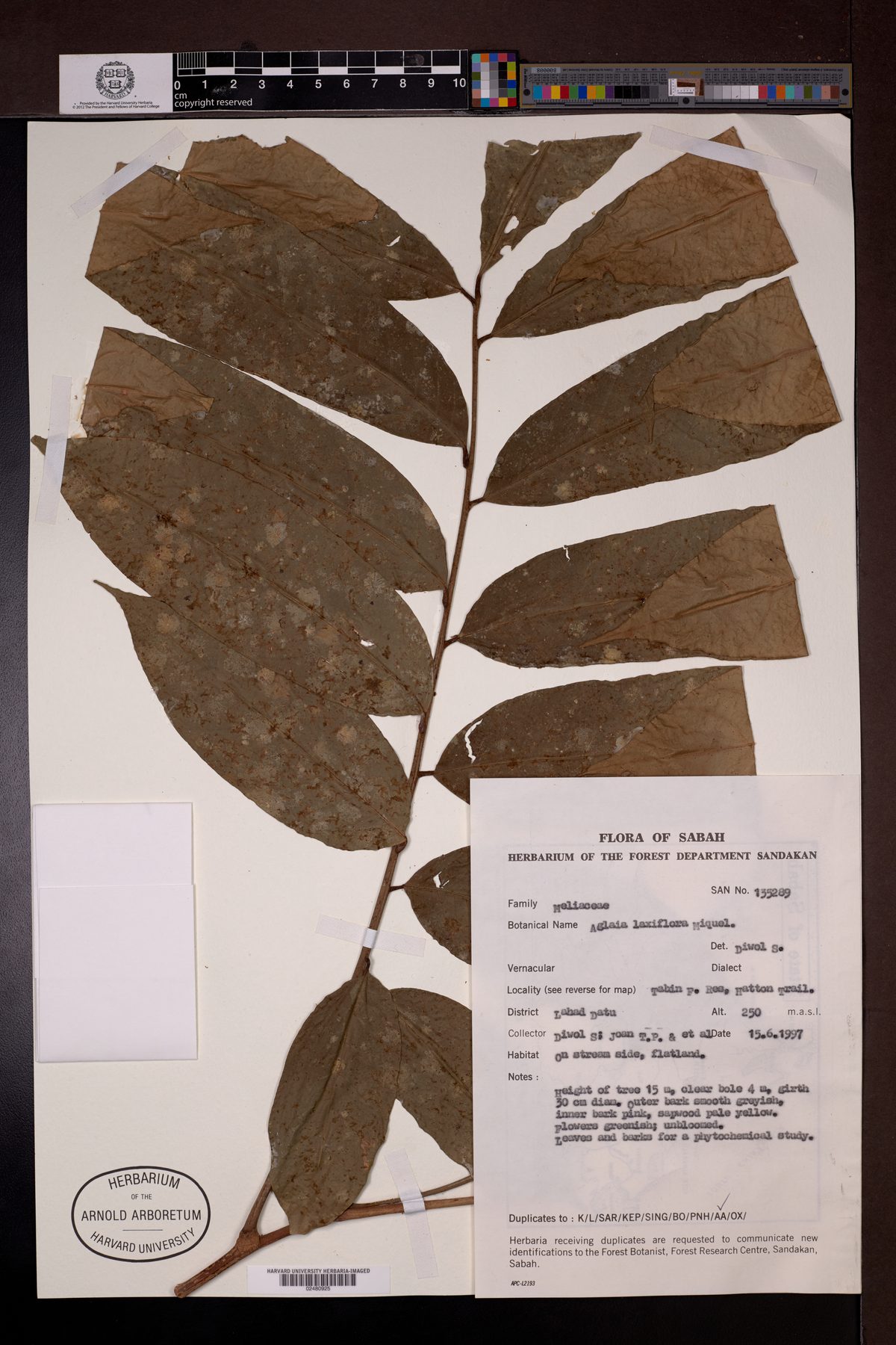 Aglaia laxiflora