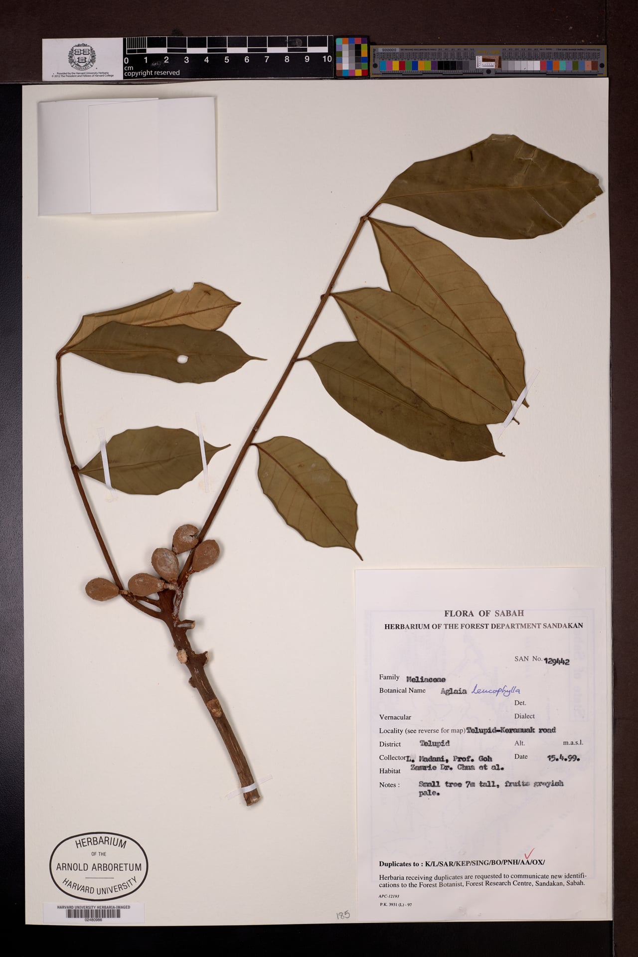 Aglaia leucophylla — photo