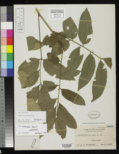 Aglaia leucophylla