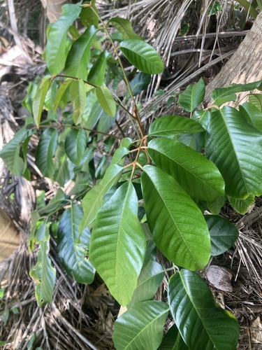 Aglaia mariannensis (Mesecheues) — photo