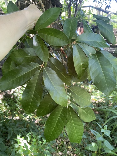 Aglaia mariannensis