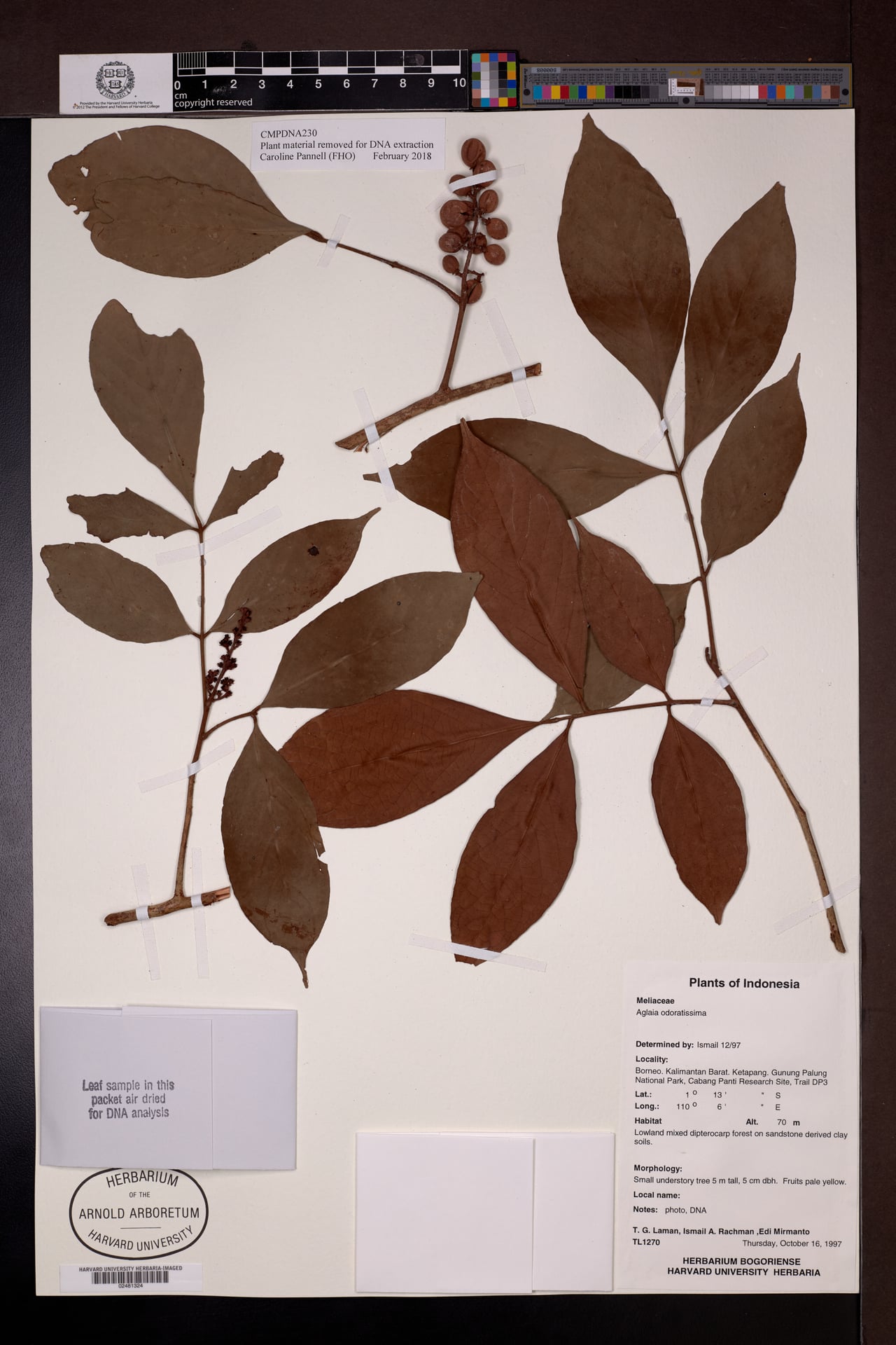 Aglaia odoratissima (Mock lime) — photo