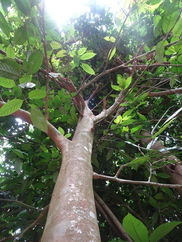 Aglaia odoratissima