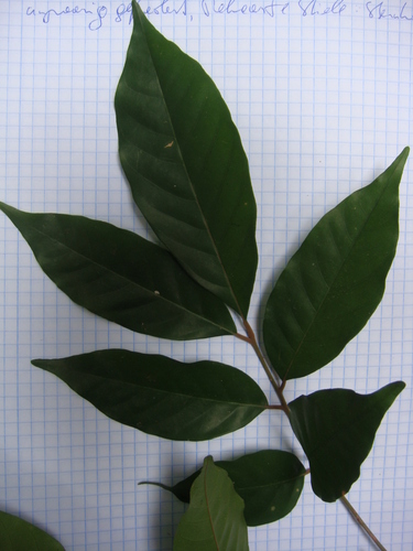 Aglaia oligophylla — photo