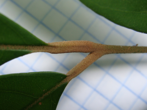 Aglaia oligophylla — photo
