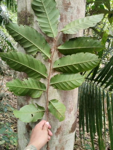Aglaia oligophylla