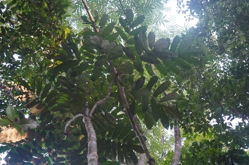 Aglaia pachyphylla