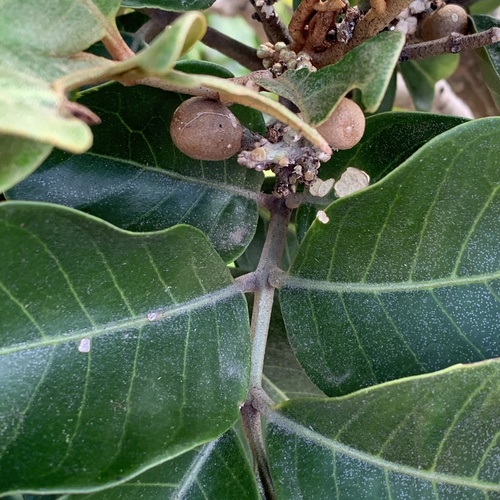 Aglaia rimosa (Bayanti) — photo