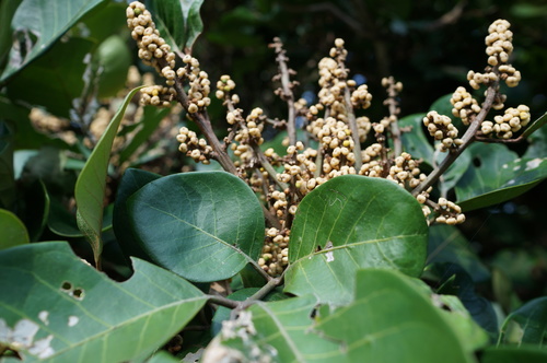 Aglaia rimosa