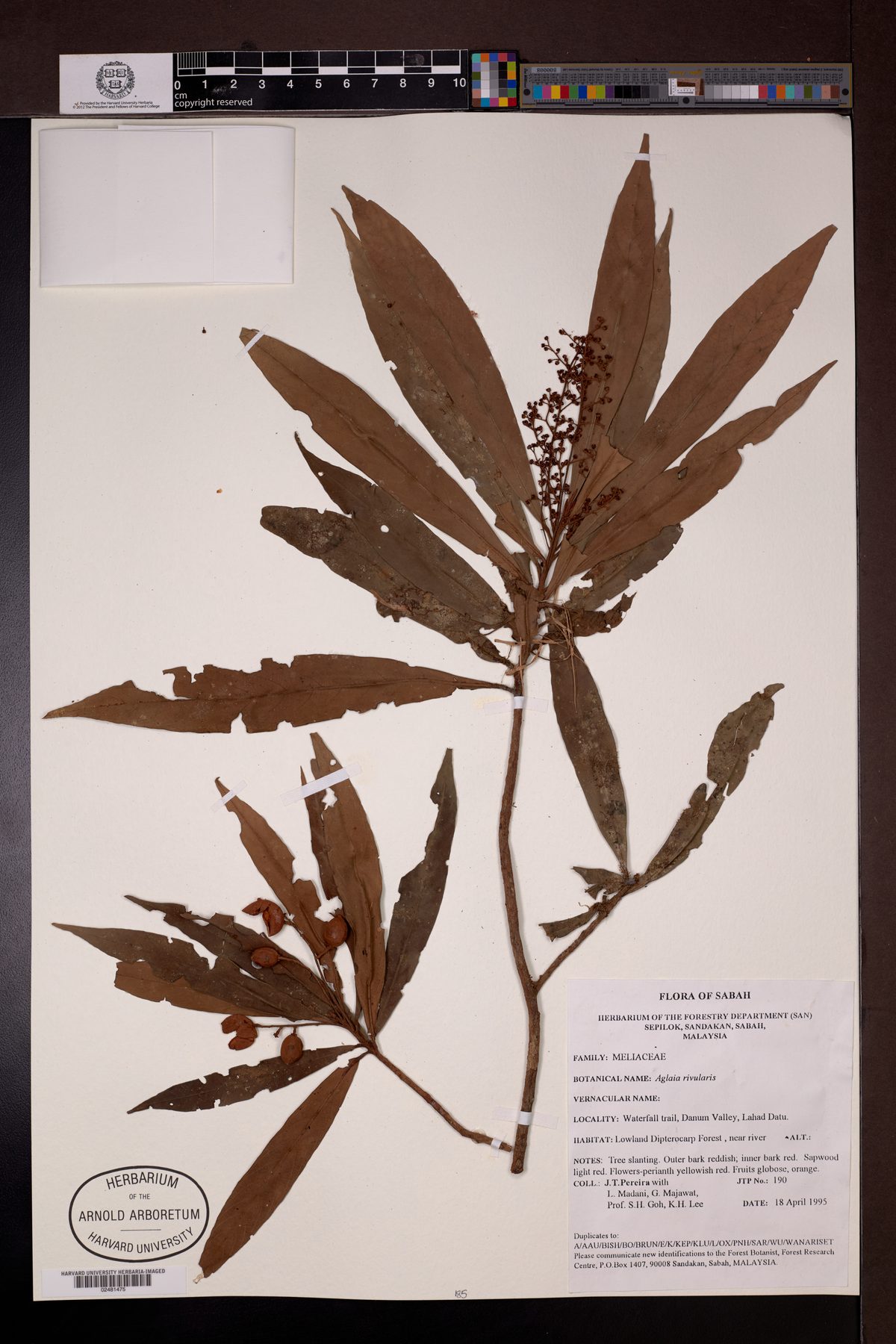 Aglaia rivularis — photo
