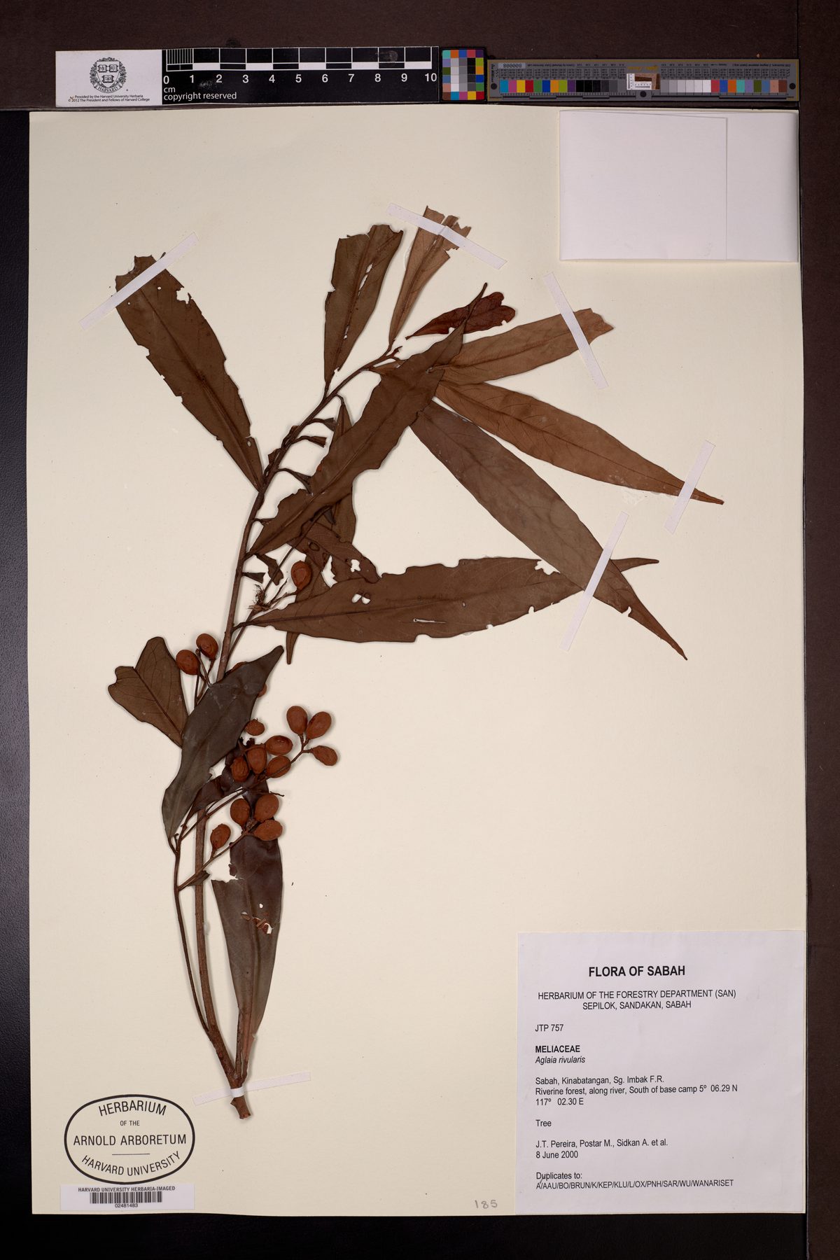 Aglaia rivularis