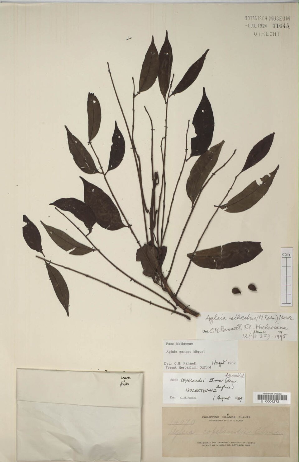 Aglaia silvestris (Goi nui) — photo