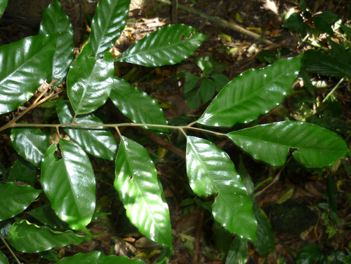 Aglaia silvestris